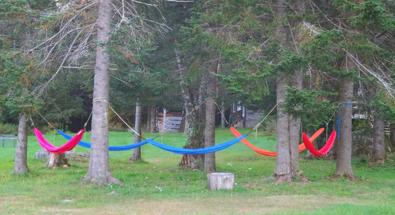 Colorful hammocks hanging from trees