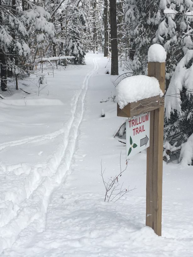 Wooden sign post with arrow to the Trillium Trail and a snow-covered trail surrounded by snow-capped trees