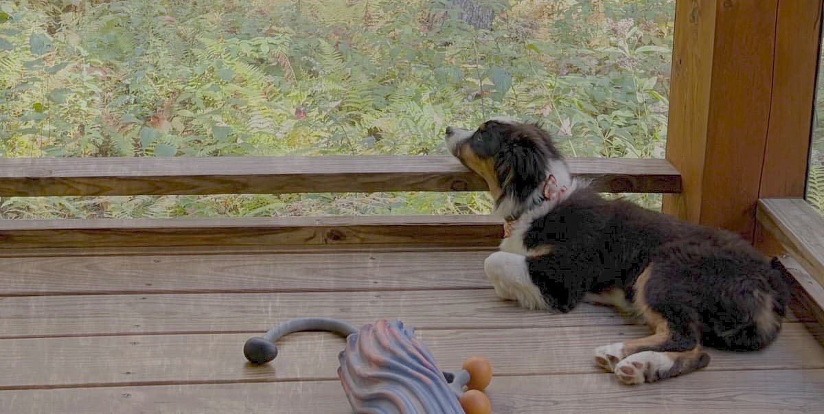 A dog lies on a wooden porch, gazing out at greenery.