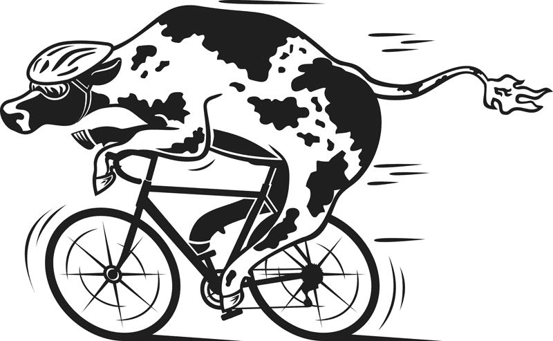 A cartoon cow wearing sunglasses and a helmet is riding a bicycle energetically.