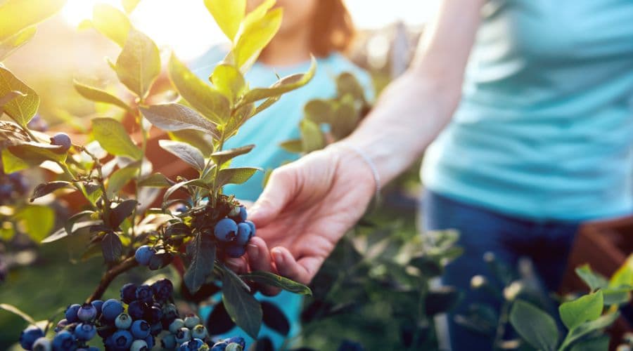 A hand reaches for blueberries on a bush while another child is nearby in a sunny setting.