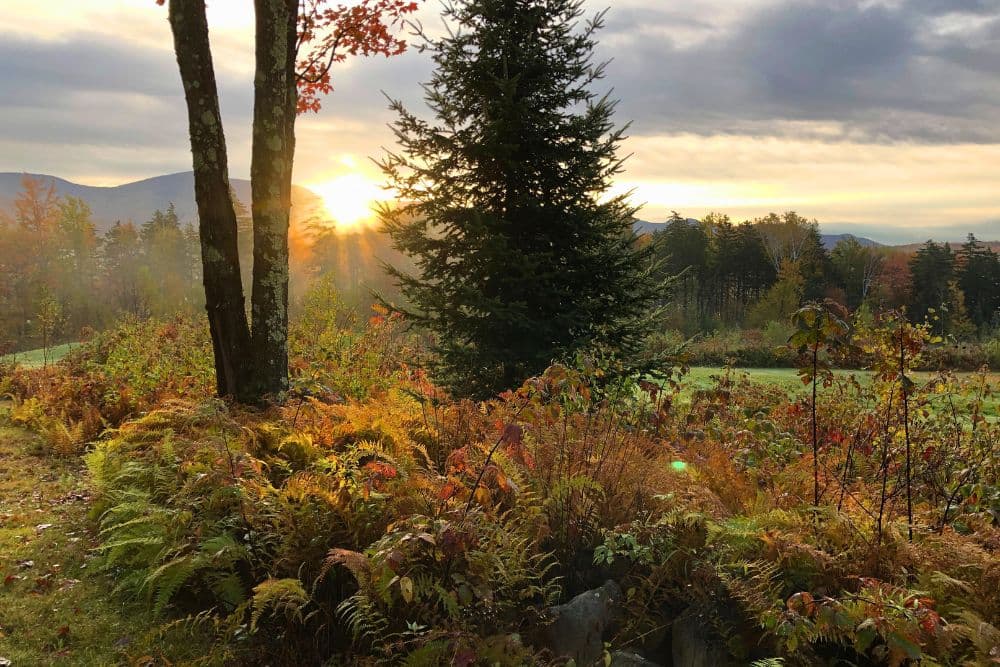 A serene landscape at sunrise featuring trees, colorful foliage, and distant mountains under a cloudy sky.