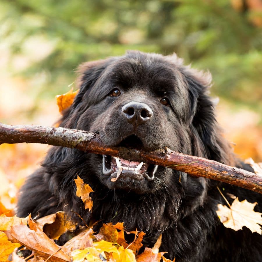 A large black dog holds a stick in its mouth, surrounded by autumn leaves.