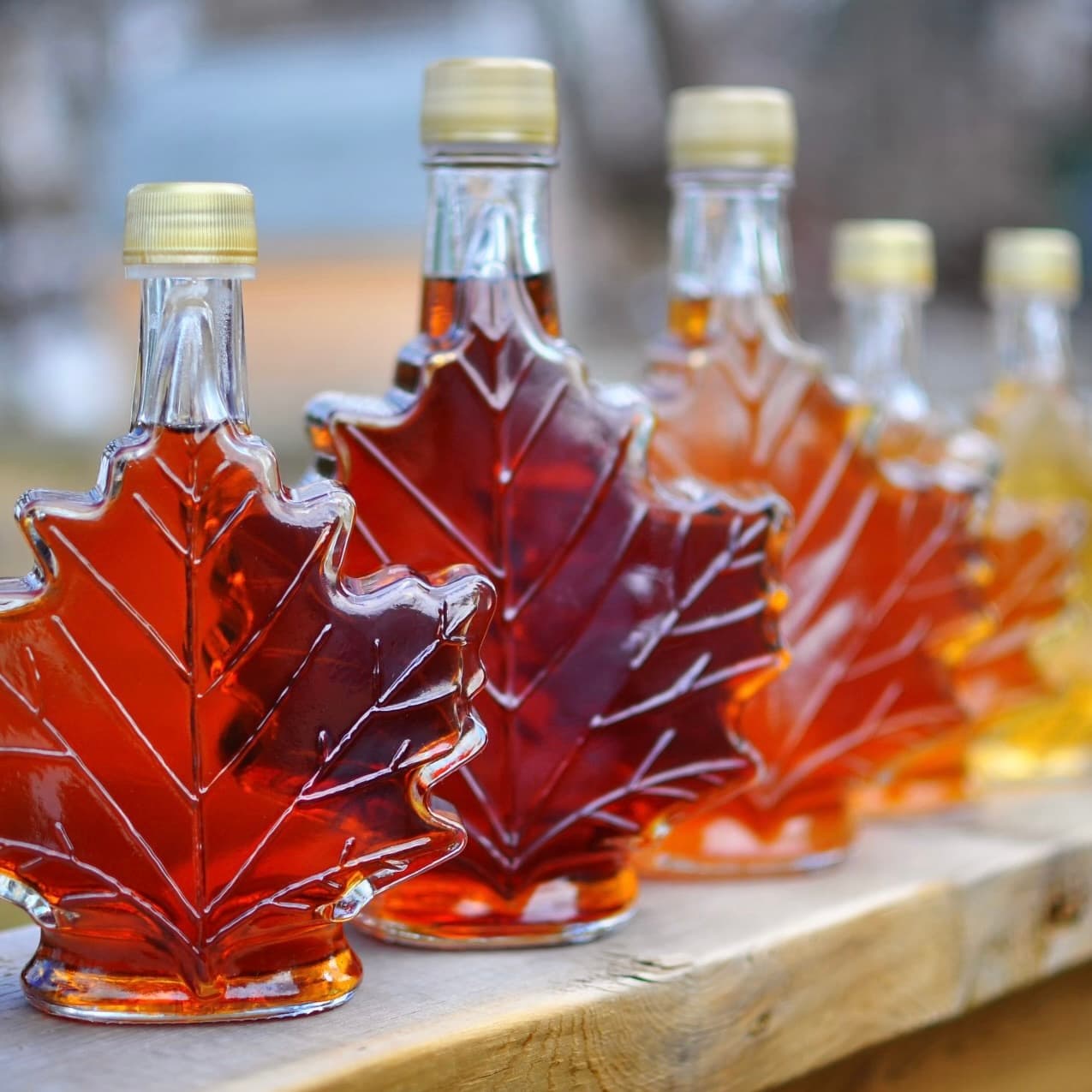 A row of decorative maple leaf-shaped bottles filled with various shades of maple syrup.