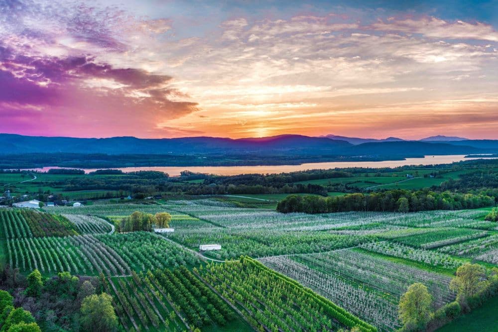 Aerial view of lush orchards and fields at sunset, with mountains and water in the background.