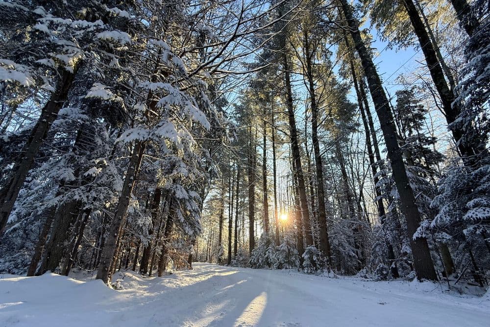 A snowy forest scene with tall trees and the sun setting in the background.