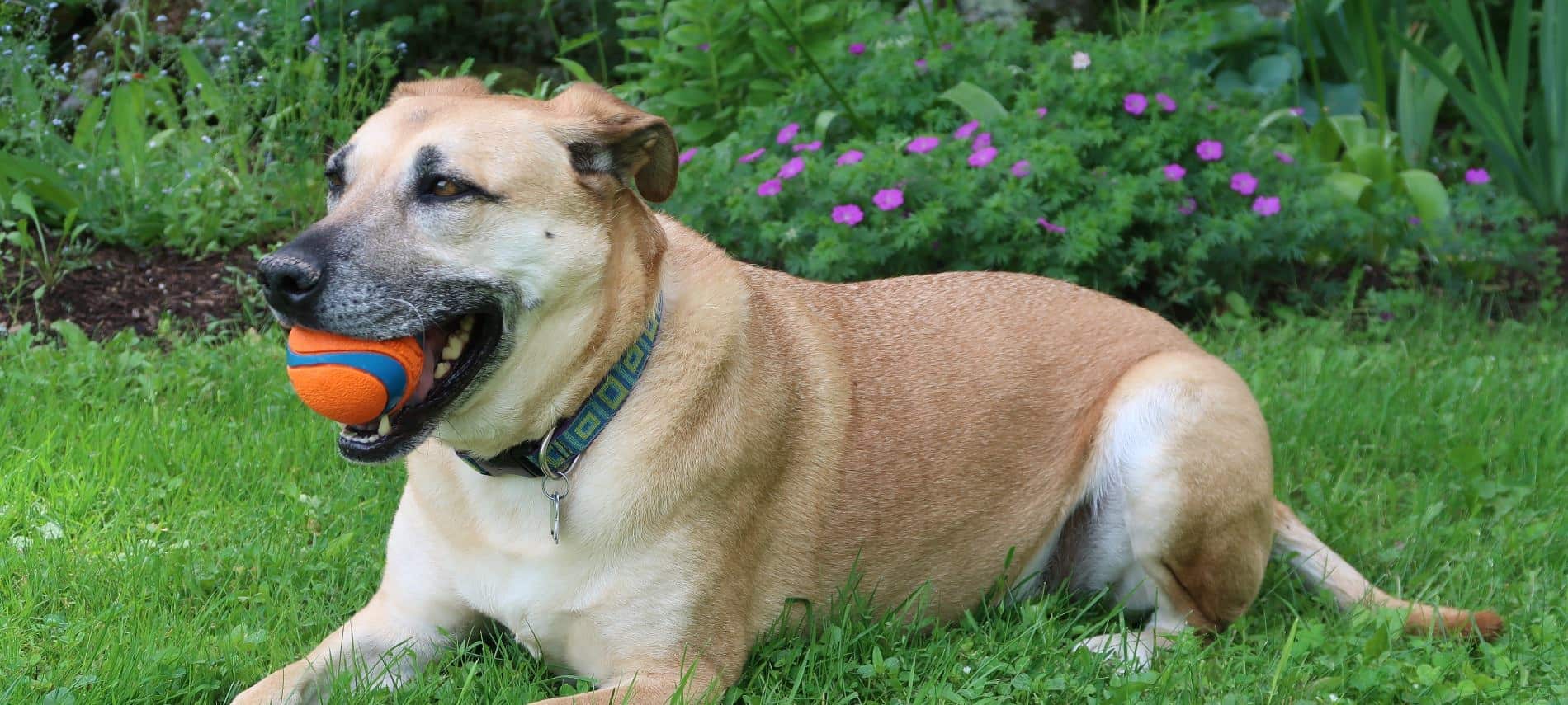 The Cabins' Dog Ambassador, Merlin, sitting in the grass with an orange and blue ball in his mouth