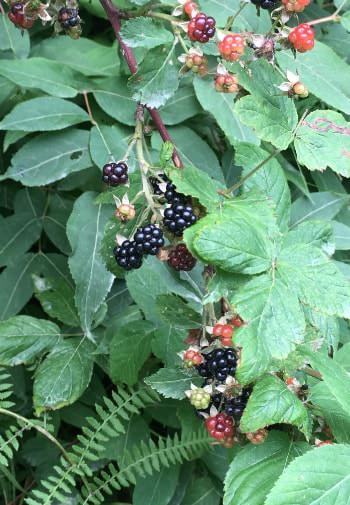 Close up view of red and black berries growing amidst green leaves