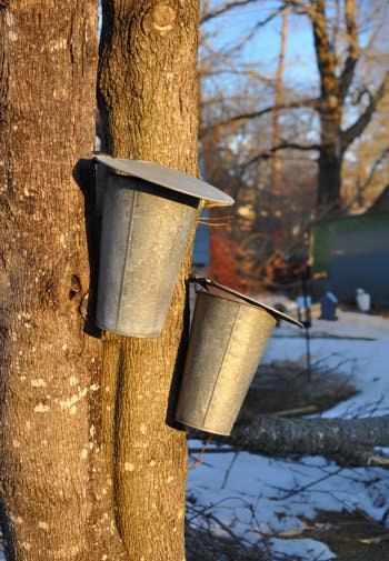 Two silver tin pails hanging from maple trees