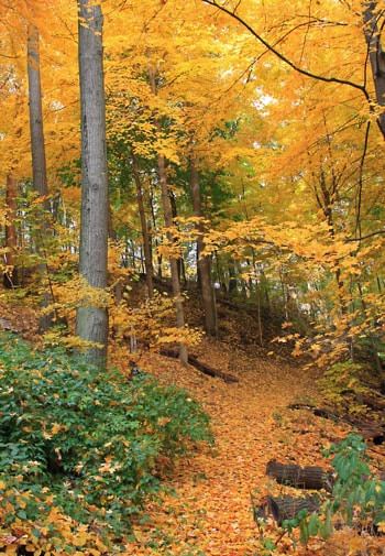 Path covered in yellow and orange fallen leaves and surrounded by trees with green and golden yellow leaves