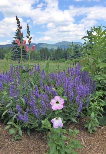 Plants with purple and pink flowers in the foreground, trees and hills in the background amidst blue skies with white clouds