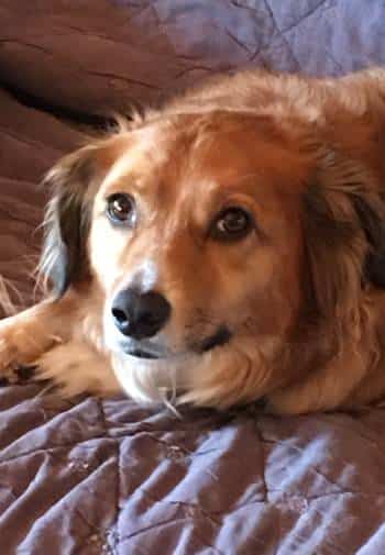 Fluffy tan dog sitting on a quilt-covered sofa