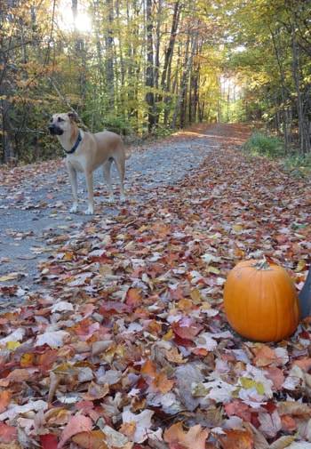 Nature path covered with fallen leaves, flanked by trees with Merlin, the dog, standing in the path and a pumpkin off to the side