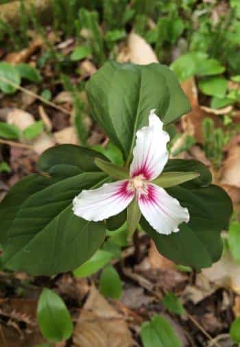 Close up view of a white flower with touches of hot pink surrounded by deep green leaves growing outside