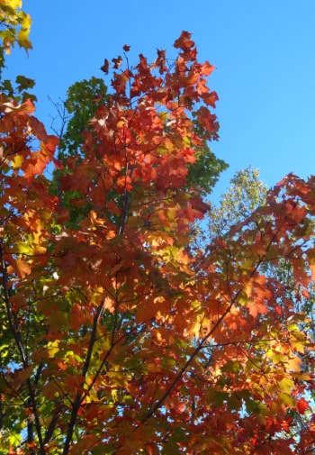 Colorful fall leaves in yellow, red, orange, and green amidst a blue sky